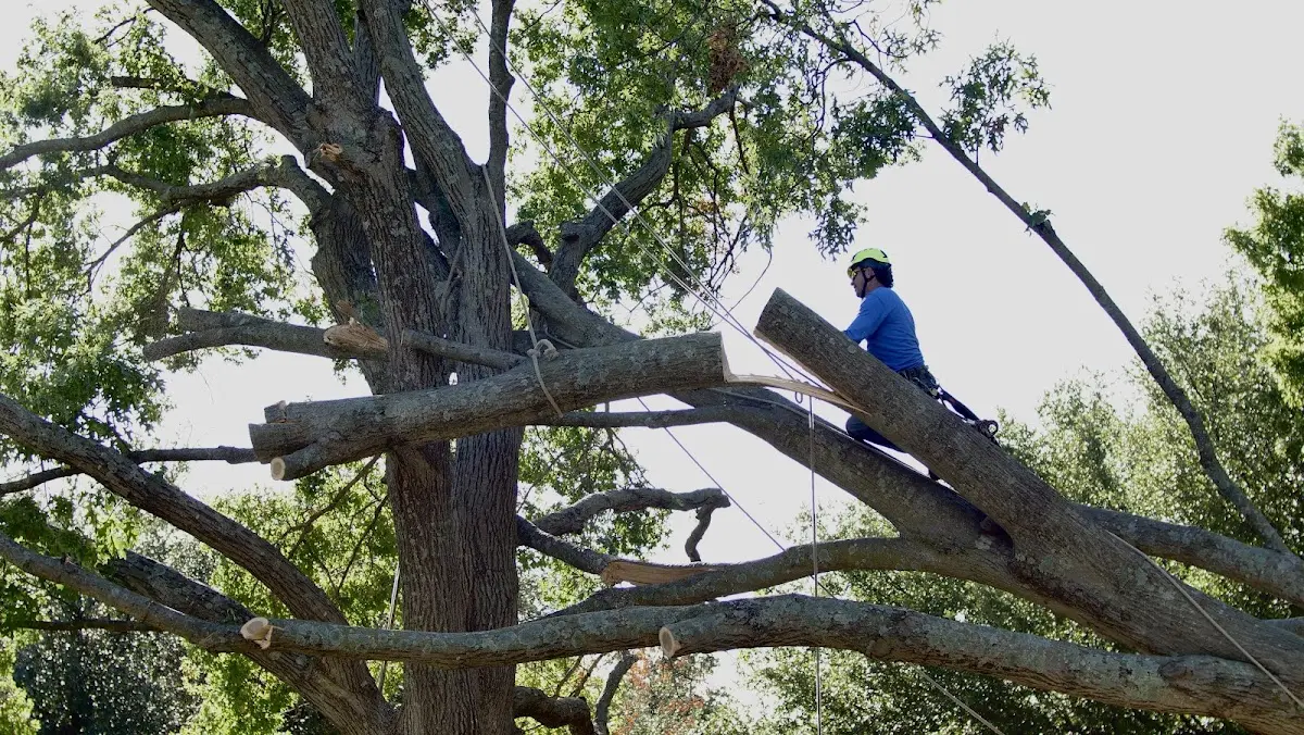 Professional Crown Thinning performed by certified arborists in Central