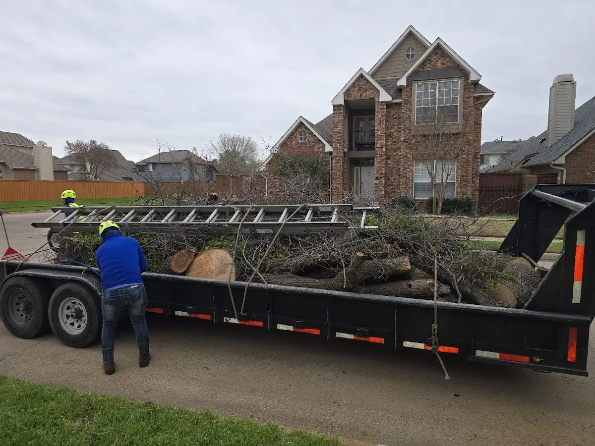 Expert Tree Pest Control with proper safety equipment in Central